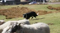 Sheepdog Herding Sheep Stock Footage