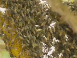 Apis florea Stock Footage