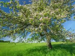 CRANE UP: Apple Tree Blooming Stock Footage