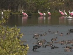 Birds in a National Wildlife Refuge Stock Footage