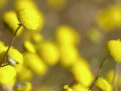 MS Shot of Yellow round buttons or daisy centers moving in breeze / Namaqualand, Northern Cape, South Africa Stock Footage