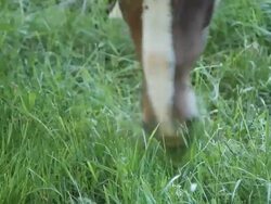 Horse eating grass in the farm - HD Stock Footage