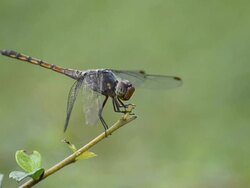 Dragonfly Stock Footage