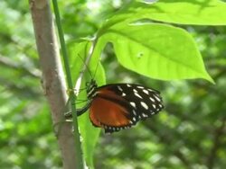 Heliconius hecale Stock Footage