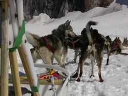 Dog Sledding - Rest Time Stock Footage