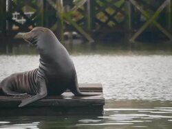 HD Sea Lion on dock Stock Footage