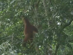 MS Orang utan moving in tree / Bukit Lawang, North Sumatra, Indonesia Stock Footage