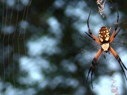 Spider Web Stock Footage