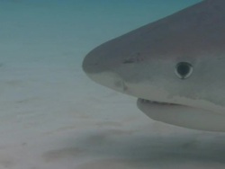 Tiger shark, Galeocerdo cuvier, Bahamas  Stock Footage