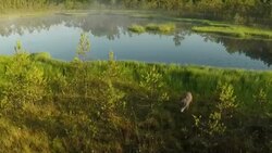 Wolves from air Stock Footage