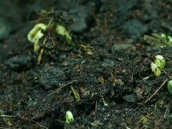 Germinating of bean ,Time lapse Stock Footage