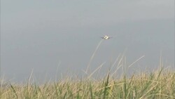 Ryanair Plane Landing At Edinburgh Airport News Clip