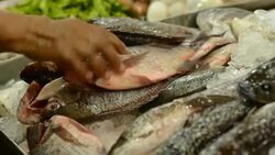 Fish choosing Stock Footage