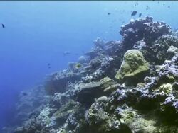 "All kinds of marine life swim through coral, including a shark" Stock Footage