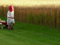 Little boy pulls a red wagon with teddy bear Stock Footage