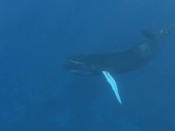 Humpback Whale Stock Footage