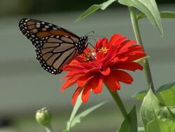 Monarch butterfly feeding on red flower Stock Footage