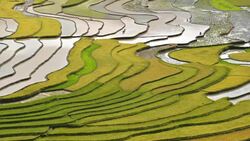 terraced rice field in Tule Village Stock Footage