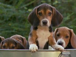  CU Puppies in metal tub / Atlanta, Georgia, United States Stock Footage