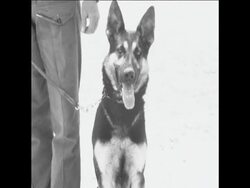 CAN233 SWEDISH UNITED NATIONS TROOPS IN CYPRUS USE TRAINED DOGS News Clip