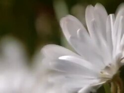 CU Shot of White Cape rain daisy moving / Namaqualand, Northern Cape, South Africa Stock Footage
