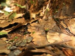 Leaf Cutter ants Stock Footage