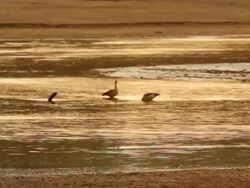 WS Wild ducks at river at sunset / Lukuzi, Eastern, Zambia Stock Footage