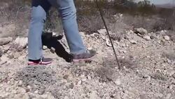 VOICED : La incesante busqueda en Mexico de las muertas de Juarez News Clip