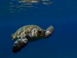 Loggerhead turtle (Caretta caretta), Greece, Mediterranean Stock Footage