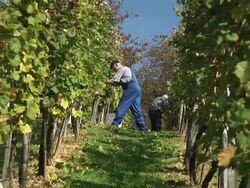 HD: In The Vineyard Stock Footage