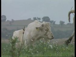 ITALY: BSE SCARE News Clip