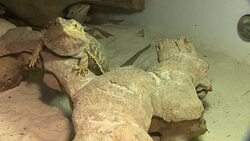 Monitor lizard and bearded dragon in vivarium News Clip