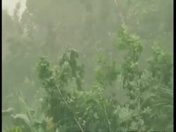 MS Rainforest plants in rain and blustery wind, Amazon Stock Footage