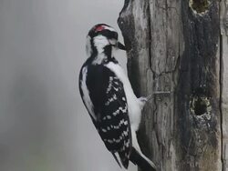 CU Shot of Male hairy woodpecker (Picoides villosus) extracts homemade suet from holes in wooden feeder Hairy woodpeckers resemble downy woodpeckers but have larger bodies and beaks / Valparaiso, Indiana, United States Stock Footage