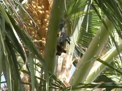 Island Flying Fox (Pteropus hypomelanus) roosting on a Coconut tree, Baa Atoll, The Maldives Stock Footage