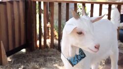 white goat in the farm Stock Footage