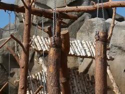 Animals toy Stock Footage