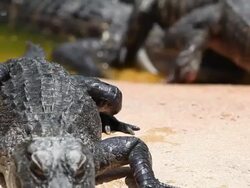 Baby Alligators Stock Footage