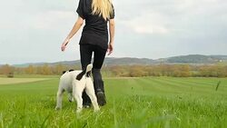 Happy woman running with puppy on field Stock Footage