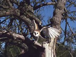 MS POV SLO MO Barn owl taking off from tree / Vieux Pont, Normandy, France Stock Footage