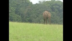 Elephant on Gabon national park News Clip