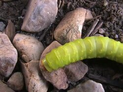 Caterpillar 11 Stock Footage