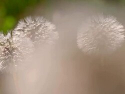 DS Dandelions Stock Footage