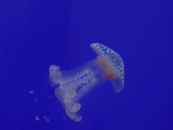 Single jellyfish swimming isolated on blue Stock Footage
