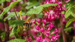 Bumblebee pollinating a flower Stock Footage