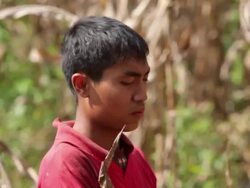 Peasant farmers harvesting in fields in Burma News Clip