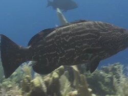 Black groupers (Mycteroperca bonaci) swim around reef, Roatan Island, Honduras  Stock Footage