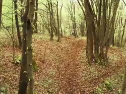 HD CRANE: Dirt Bike Rider Riding Along Trail Stock Footage