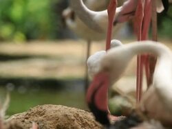 Baby flamingo grooming Stock Footage