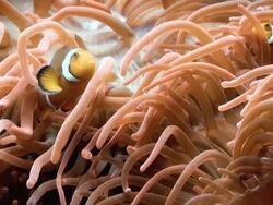 Clown Fish Stock Footage